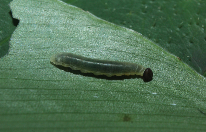 Figura 4. Larva <i>Cynea cannae</i> (Hesperiidae), tercer estadío (PPU) vista lateral, localidad Quebradona Estación Biológica Quica, Sector Pitilla ACG (475m). Voucher: 16-SRNP-71099-DHJ733152.jpg.