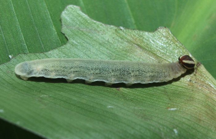 Figura 5. Larva <i>Cynea cannae</i> (Hesperiidae), penúltimo estadío (PU) vista lateral, localidad Quebradona Estación Biológica Quica, Sector Pitilla ACG (475m). Voucher: 16-SRNP-71099-DHJ733162.jpg.