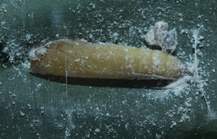 Figura 9. Pupa de <i>Cynea cannae</i> (Hesperiidae), vista lateral, localidad Quebradona Estación Biológica Quica, Sector Pitilla ACG (475m). Voucher: 16-SRNP-71099-DHJ733167.jpg.