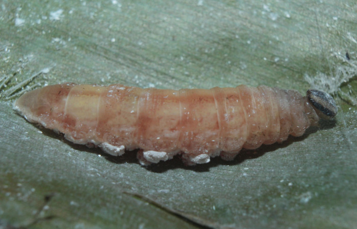 Figura 7. Larva <i>Cynea cannae</i> (Hesperiidae), en estado de prepupa vista lateral, localidad Quebradona Estación Biológica Quica, Sector Pitilla ACG (475m). Voucher: 16-SRNP-71100-DHJ733178.jpg.