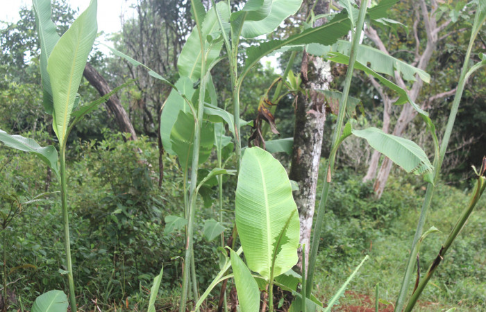 Figura 17. Planta hospedera de <i>Cynea cannae</i> (Hesperiidae), planta llamada <i>Canna indica</i> (introducido) (Cannaceae), localidad Quebradona, Estación Biológica Quica Sector Pitilla ACG (475m). Foto: Ricardo Calero 19 Noviembre 2016.