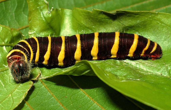 Figura 6. Larva <i>Telegonus audax</i> (Hesperiidae), último estadío (U) vista lateral, localidad Melina Búfalo Sector San Cristóbal ACG (560m). Voucher: 01-SRNP-1413-DHJ63131.jpg.