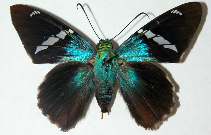 Figura 11. Adulto de <i>Telegonus audax</i> (Hesperiidae), hembra vista dorsal, localidad Camino Mangos Sector Del Oro ACG (480m). Voucher: 02-SRNP-33197-DHJ34686.jpg.