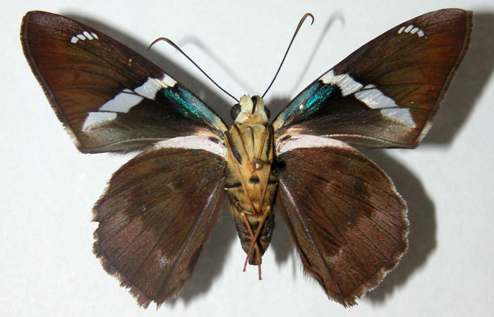 Figura 12. Adulto de <i>Telegonus audax</i> (Hesperiidae), hembra vista ventral, localidad Camino Mangos Sector Del Oro ACG (480m). Voucher: 02-SRNP-33197-DHJ34687.jpg.