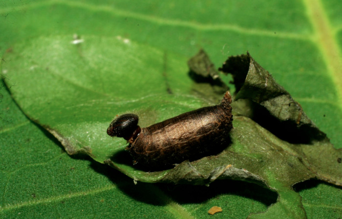 Figura 13. Capullo de parásito <i>Hyposoter</i> INB-42DHJ02 (Ichneumonidae) que ataca <i>Telegonus audax</i> (Hesperiidae) vista lateral, localidad Pasmompa Sector Pitilla ACG (440m). Voucher: 07-SRNP-33162-DHJ430108.jpg.