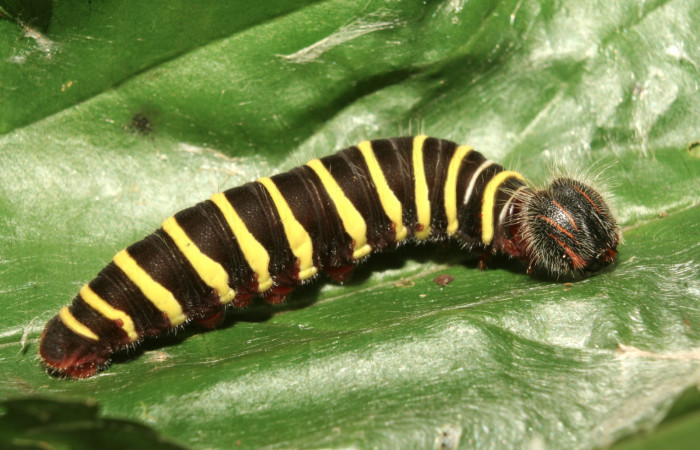 Figura 5. Larva <i>Telegonus audax</i> (Hesperiidae), penúltimo estadío (PU) vista lateral, localidad Medrano Estación Biológica Quica Sector Pitilla ACG (380m). Voucher: 13-SRNP-71485-DHJ703108.jpg.
