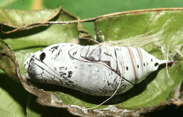 Figura 8. Pupa de <i>Telegonus audax</i> (Hesperiidae), vista lateral, localidad Medrano Estación Biológica Quica Sector Pitilla ACG (380m). Voucher: 13-SRNP-71485-DHJ703116.jpg.