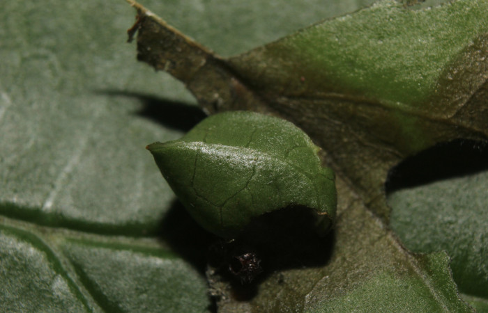 Figura 2. Casita de <i>Telegonus audax</i> (Hesperiidae), localidad Medrano Estación Biológica Quica Sector Pitilla ACG (380m). Voucher: 14-SRNP-71113-DHJ723282.jpg.