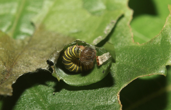 Figura 3. Larva <i>Telegonus audax</i> (Hesperiidae), primer estadío (PPPU) vista dorsal, localidad Medrano Estación Biológica Quica Sector Pitilla ACG (380m). Voucher: 14-SRNP-71113-DHJ723283.jpg.