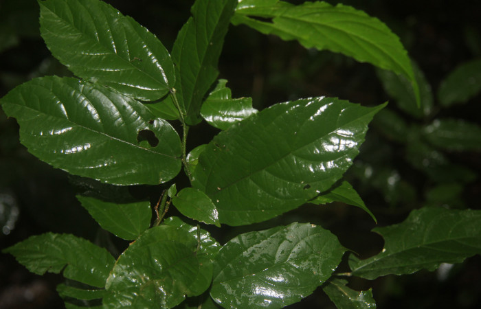Figura 14. Planta hospedera de <i>Telegonus audax</i> (Hesperiidae), esta planta se llama <i>Celtis iguanaea</i> (Ulmaceae), localidad Bullas Estación Biológica Quica Sector Pitilla ACG (440m).