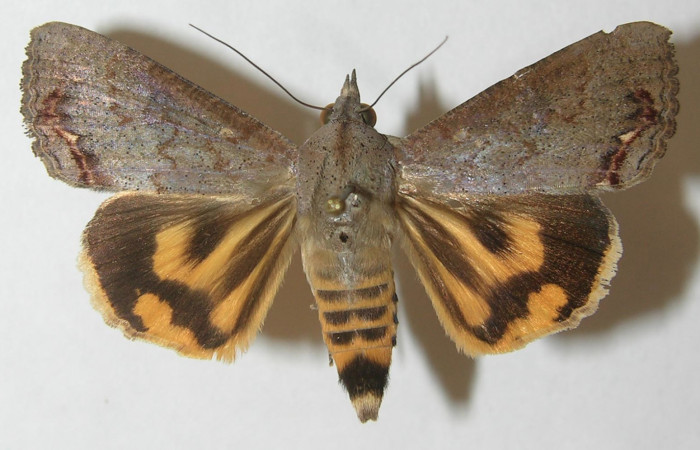 Figura 1. Adulto <i>Hypocala andremona</i> (Erebidae), mostrando parte dorsal, localidad Quebrada Guapote (240m). Voucher: 10-SRNP-12956-DHJ539768.jpg.