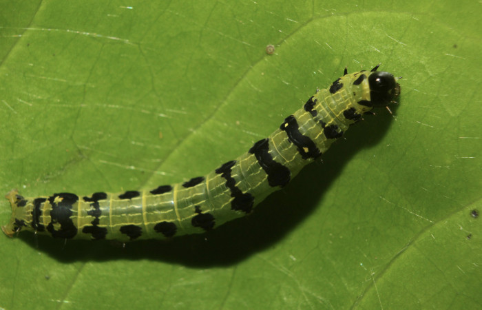 Figura 4. Larva <i>Hypocala andremona</i> (Erebidae), en penúltimo estadío (PU), mostrando parte dorsal, localidad Medrano (380m). Voucher: 14-SRNP-71306-DHJ723452.jpg.