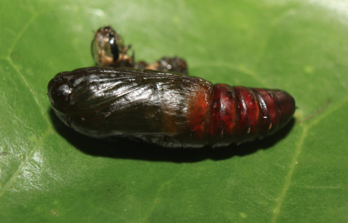 Figura 9. Pupa de <i>Hypocala andremona</i> (Erebidae), mostrando parte lateral, localidad Medrano (380m). Voucher:14-SRNP-71307-DHJ723568.jpg.