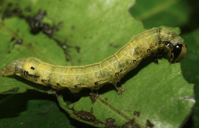 Figura 5. Larva <i>Hypocala andremona</i> (Erebidae), en último estadío (U), mostrando parte lateral, localidad Medrano (380m). Voucher: 14-SRNP-71309-DHJ723469.jpg.