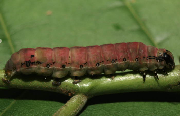 Figura 8. Larva <i>Hypocala andremona</i> (Erebidae), en estado de prepupa, mostrando parte lateral, localidad Medrano (380m). Voucher: 14-SRNP-71309-DHJ723478.jpg.