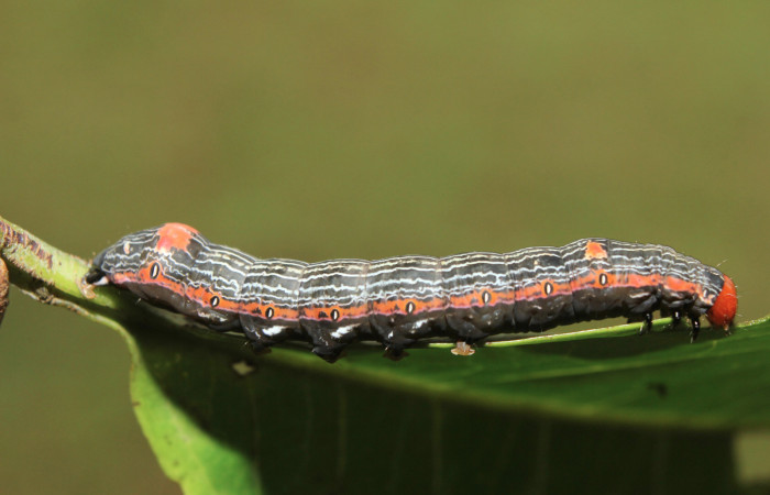 Figura 7. Larva <i>Hypocala andremona</i> (Erebidae), en último estadío (U), mostrando parte lateral, localidad Medrano (380m). Voucher: 14-SRNP-71312-DHJ723483.jpg.
