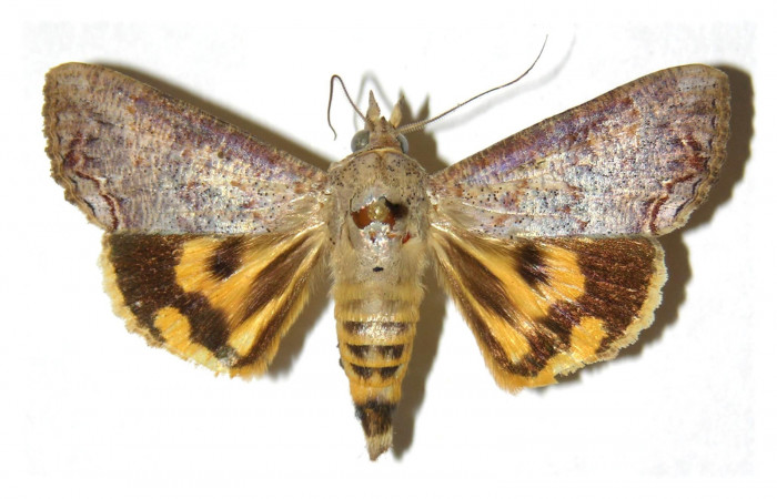 Figura 10. Adulto de <i>Hypocala andremona</i> (Erebidae), (Macho) mostrando parte dorsal, localidad Estación Cacao (1150m). Voucher: 98-SRNP-3193-DHJ313826.jpg.