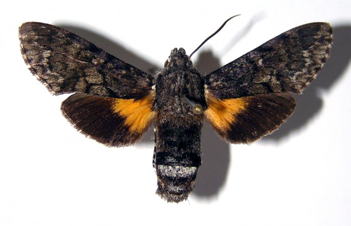 Fig.01. Hembra de <i>Cautethia spuria</i> (Sphingidae). Vista dorsal, 42mm de longitud. Voucher: 03-SRNP-14165-DHJ95534.jpg.