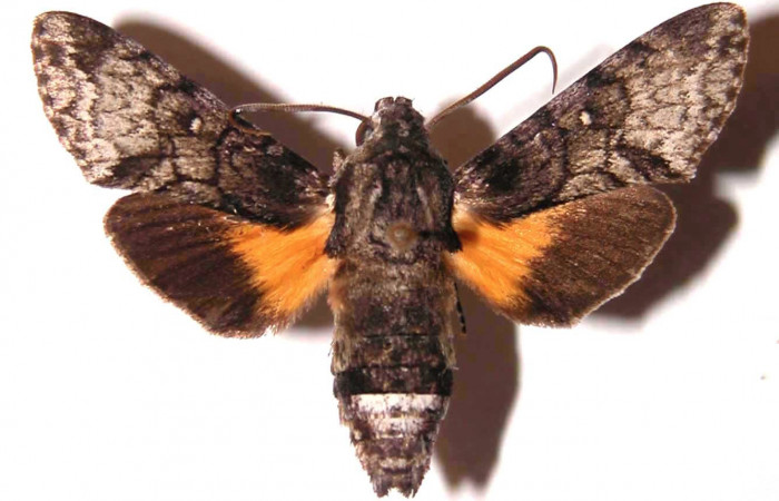 Fig.03. Macho de <i>Cautethia spuria</i> (Sphingidae). Vista dorsal, 38mm de longitud. Voucher: 83-SRNP-781.2-DHJ35848.jpg.