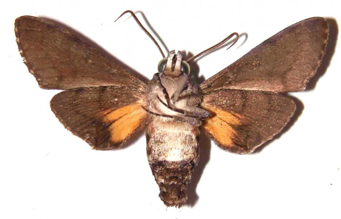 Fig. 04. Macho de <i>Cautethia spuria</i> (Sphingidae). Vista ventral, 39mm de longitud. Voucher: 02-SRNP-11779-DHJ35853.jpg.