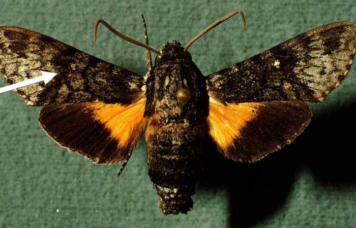 Fig. 05. Macho de <i>Cautethia spuria</i> (Sphingidae). Vista dorsal, 40mm de longitud. Voucher: INBIOCRI002796396-DHJ38593.jpg.