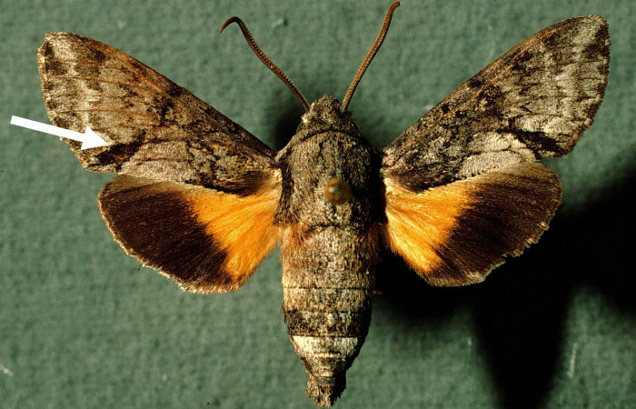 Fig. 06. Macho de <i>Cautethia yucatana</i> (Sphingidae). Vista dorsal, 34mm de longitud. Voucher: INBIOCRI002797348-DHJ38594.jpg.