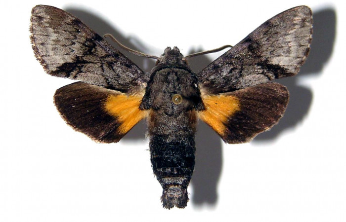 Fig. 07. Macho de <i>Cautethia yucatana</i> (Sphingidae). Vista dorsal, 34mm de longitud. Voucher: 95-SRNP-6203-DHJ95284.jpg.