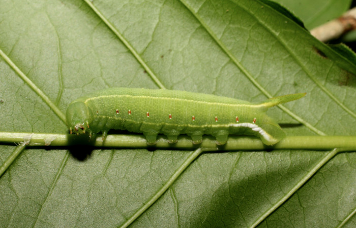 Fig. 10. Larva de <i>Cautethia spuria</i> (Sphingidae), penúltimo estadío, 25mm de longitud, vista lateral. Voucher: 12-SRNP-12364-DHJ498603.jpg.