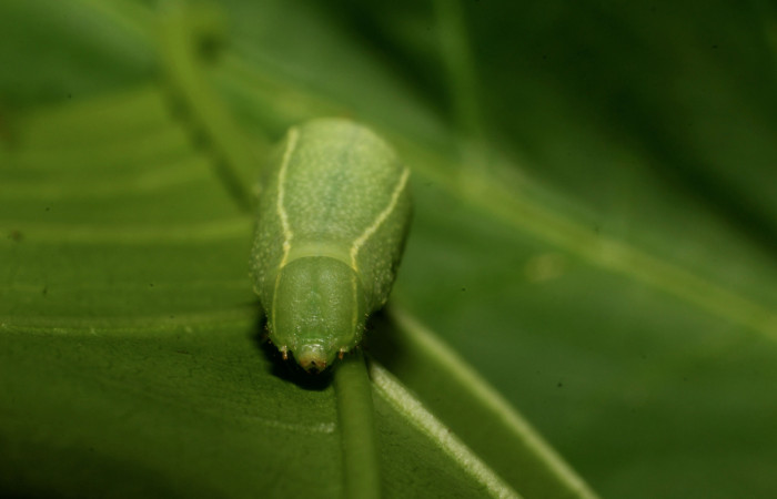 Fig. 12. Larva de <i>Cautethia spuria</i> (Sphingidae), penúltimo estadío, 25mm de longitud, vista frontal. Voucher: 12-SRNP-12364-DHJ498609.jpg.
