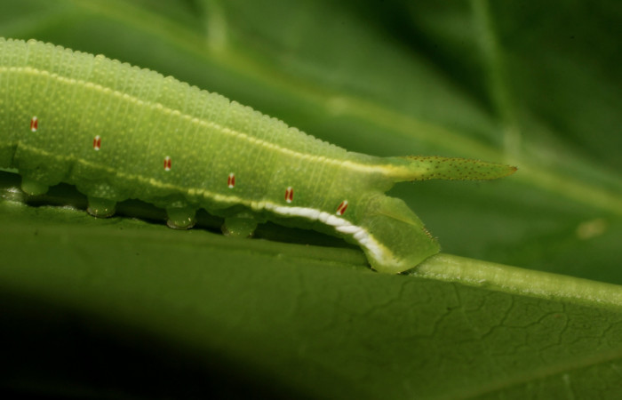 Fig. 13. Larva de <i>Cautethia spuria</i> (Sphingidae), penúltimo estadío, 25mm de longitud, vista lateral posterior. Voucher: 12-SRNP-12364-DHJ498606.JPG.