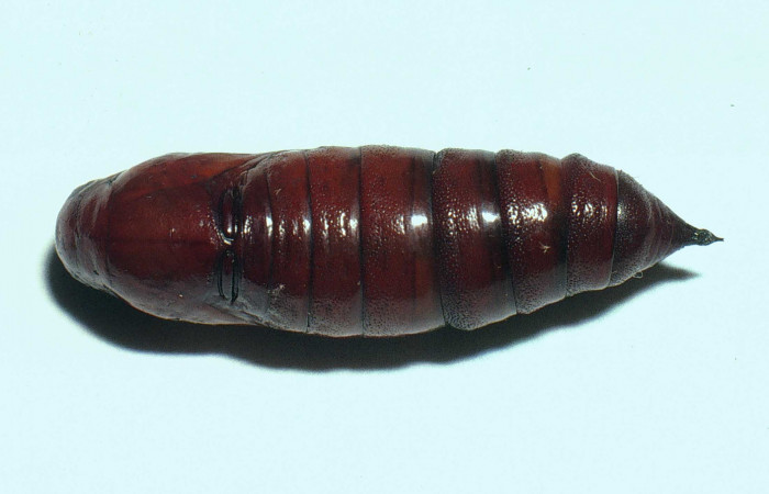 Fig.14. Pupa de <i>Cautethia spuria</i> (Sphingidae), 29mm de longitud, vista dorsal. Voucher: 02-SRNP-11779-DHJ68038.jpg.