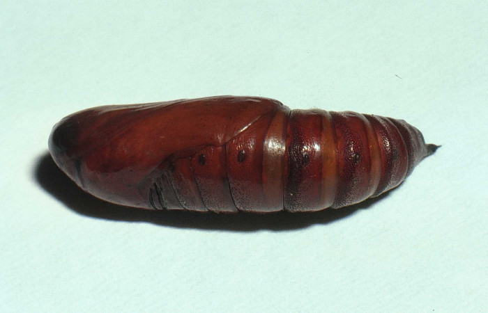 Fig.16. Pupa de <i>Cautethia spuria</i> (Sphingidae), 29mm de longitud, vista lateral. Voucher: 16.02-SRNP-11779-DHJ68037.jpg