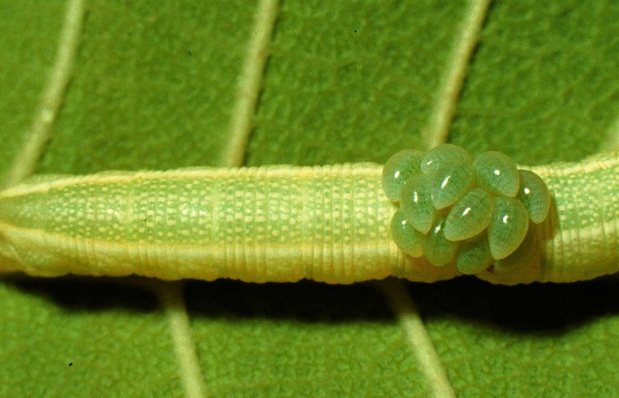 Fig.17. Larvas de <i>Euplectrus floryae</i>, Eulophidae parasitas del Sphingidae <i>Enyo ocypete</i>. Voucher: 97-SRNP-4188-DHJ42453.jpg.