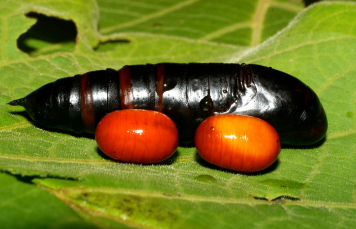 Fig.24. Muda de pupa des Sphingdae <i>Perigonia lusca</i> con los puparios del parásito Tachinidae en el género <i>Leschenaultia</i>. También parásita a <i>Cautethia spuria</i> (Sphingidae). Voucher: 08-SRNP-31601-DHJ440619.jpg.