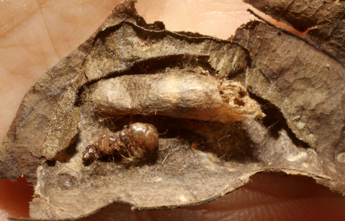 Fig. 13 Capullo de <i>Pilocrocis xanthozonalis</i>, Ichneumonidae <i>Eiphosoma macrum</i>DHJ04. Voucher: 09-SRNP-70987-DHJ474223.jpg.