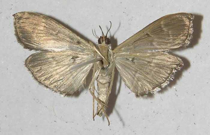 Fig. 2 Adulto  <i>Pilocrocis ramentalis</i>, mostrando la parte ventral.Voucher: 11-SRNP-55906-DHJ552741.