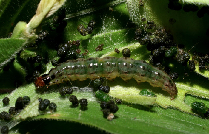 Fig. 5 Larva <i>Pilocrocis ramentalis</i>, mostrando la parte lateral entero. Voucher:10-SRNP-55756-DHJ473307.jpg.