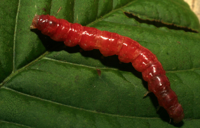 Fig. 9 Prepupa <i>Pilocrocis xanthozonalis</i>, mostrando la parte dorsal entero totalmente de color rojo. Voucher: 09-SRNP-70874-DHJ460971.jpg.
