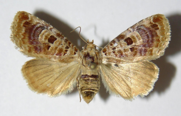 Fig.3 Vista dorsal hembra <i>Diastema tigris</i> (Noctuidae) eclosionó 14 Enero 2006, Sector Pitilla, Pasmompa, 440mts. (06-SRNP-30261-DHJ334630.jpg.)