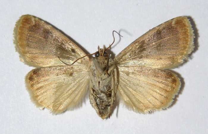 Fig.4 Vista Ventral hembra <i>Diastema tigris</i> (Noctuidae) eclosionó 14 Enero 2006, Sector Pitilla, Pasmompa, 440mts. (06-SRNP-30261-DHJ334631.jpg.).