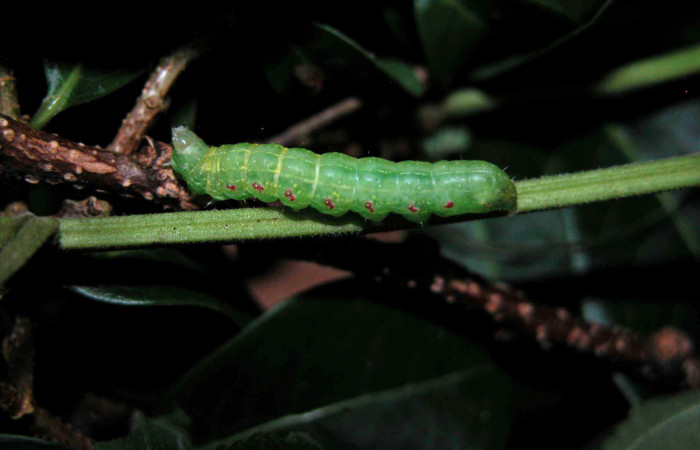 Fig.5 Vista lateral <i> Diastema tigris</i> (Noctuidae) en penúltimo estadio, 07 de Julio 2015, Estación Cacao,Quebrada Otilio, 550mts. (05-SRNP-45525-DHJ408031.jpg.).
