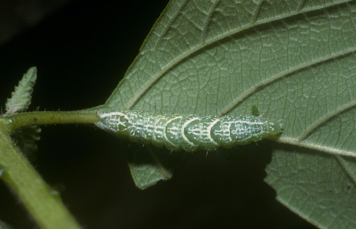 Fig.7Vista dorsal <i> Diastema tigris</i> (Noctuidae) en último estadio, 01 de Enero 2015, Estación Pitilla, Pasmompa, 440mts.(05-SRNP-30121-DHJ88476.jpg.).