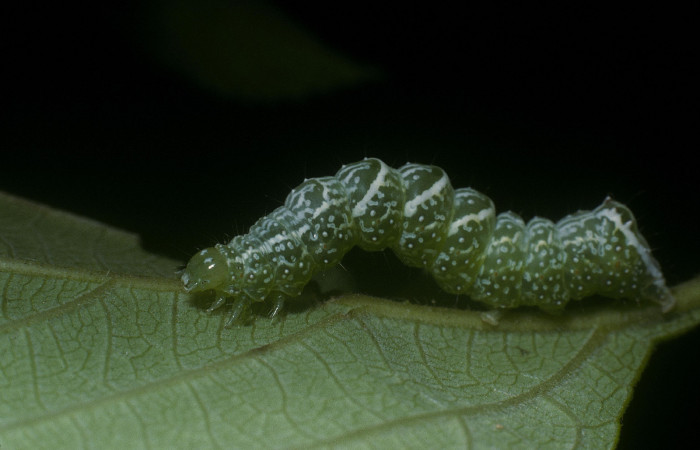 Fig.8 Vista lateral <i> Diastema tigris</i> (Noctuidae) en último estadio, 11 de Enero 2005, Estación Pitilla, Pasmompa, 440mts.(05-SRNP-30121-DHJ88480.jpg.).