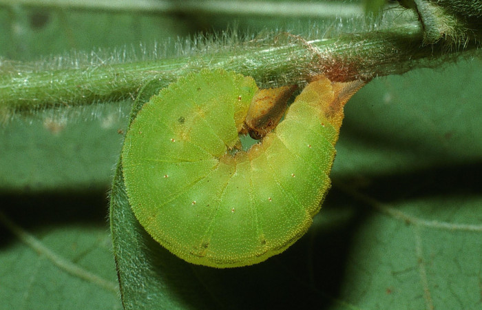 Figura 5. Larva <i>Taygetis rufomarginata</i> (Nymphalidae) en estado de prepupa vista lateral, localidad Puente Mena, Sector Del Oro ACG (280m). Voucher: 03-SRNP-17710-DHJ76953.jpg.