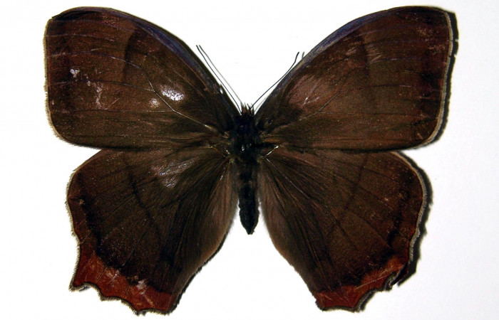 Figura 8. Adulto de <i>Taygetis rufomarginata</i> (Nymphalidae), hembra vista dorsal, localidad Pasmompa, Sector Pitilla ACG (440m). Voucher: 03-SRNP-21804-DHJ96434.jpg.
