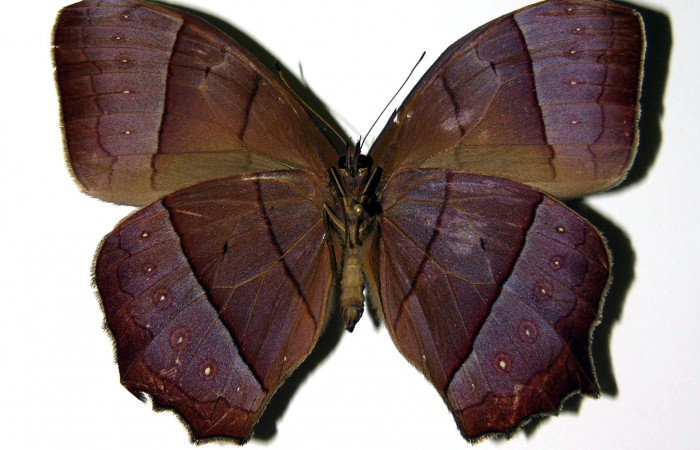 Figura 9. Adulto de <i>Taygetis rufomarginata</i> (Nymphalidae), hembra vista ventral, localidad Pasmompa, Sector Pitilla ACG (440m). Voucher: 03-SRNP-21804-DHJ96435.jpg.