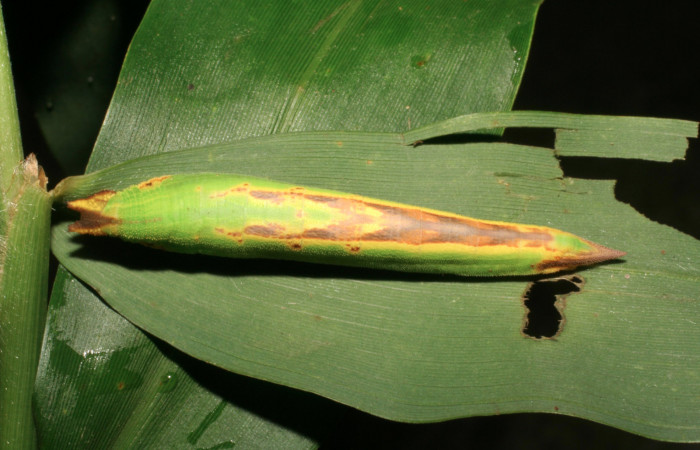 Figura 4. Larva <i>Taygetis rufomarginata</i> (Nymphalidae), último estadío (U) vista dorsal, localidad Sendero Huerta, Sector San Cristóbal ACG (527m). Voucher: 05-SRNP-4611-DHJ402997.jpg.
