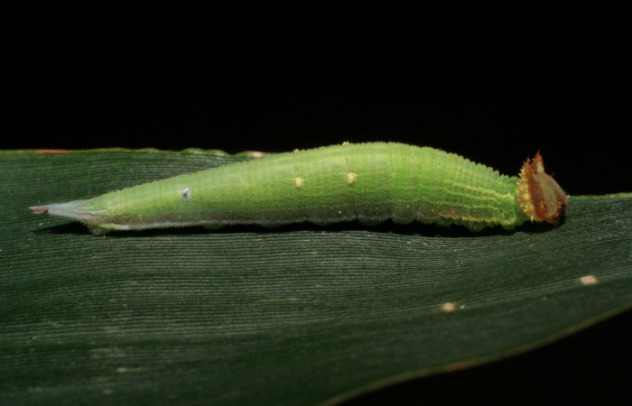 Figura 3. Larva <i>Taygetis rufomarginata</i> (Nymphalidae), penúltimo estadío (PU) vista lateral, localidad Puente Gongora, Sector Cacao ACG (540m). Voucher: 06-SRNP-45193-DHJ414858.jpg.