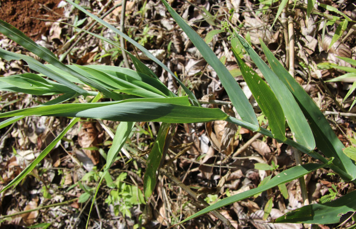 Figura 12. Planta hospedera de <i>Taygetis rufomarginata</i> (Nymphalidae), esta planta se llama <i>Lasiacis procerrima</i> (Poaceae), localidad Piedras Negras, Sector Pitilla ACG (435m).