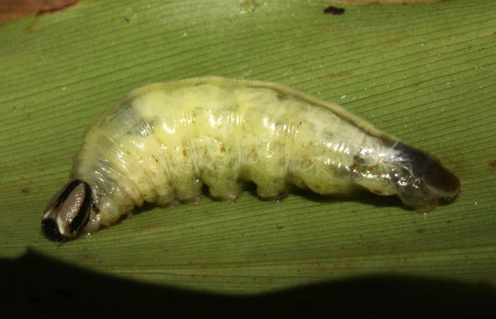 Fig. 11  Prepupa de <i>Cynea megalops</i> vista lateral, mostrando cuando ya esta dentro del capullo. Voucher: 15-SRNP-32440-DHJ729143.jpg